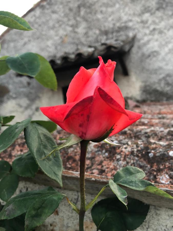 B&B Anna Bolsena Dış mekan fotoğraf